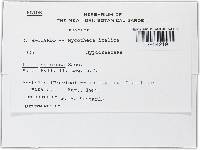 Lisea nemorosa image