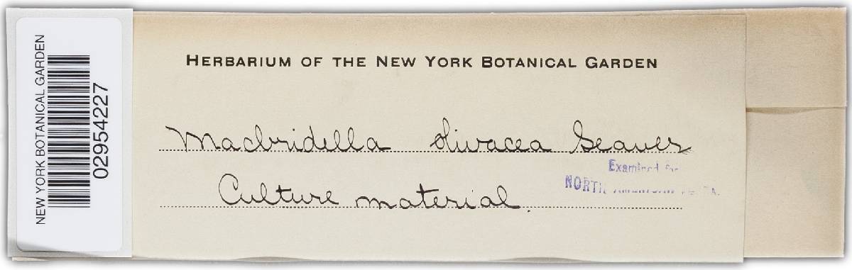 Macbridella olivacea image