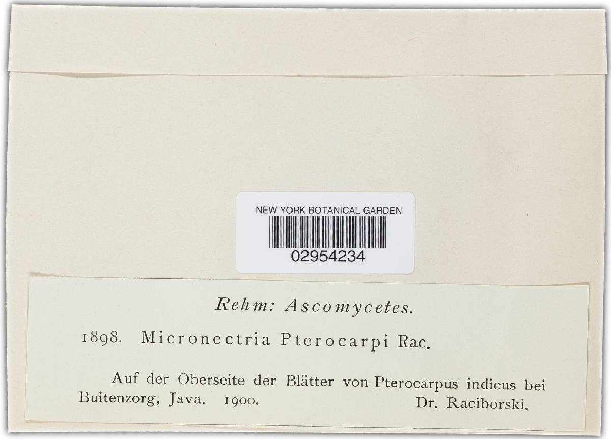 Micronectria pterocarpi image
