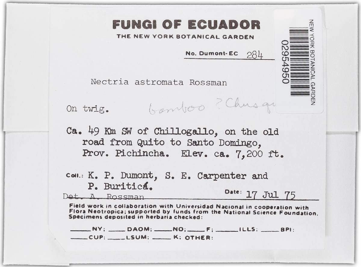 Nectria astromata image