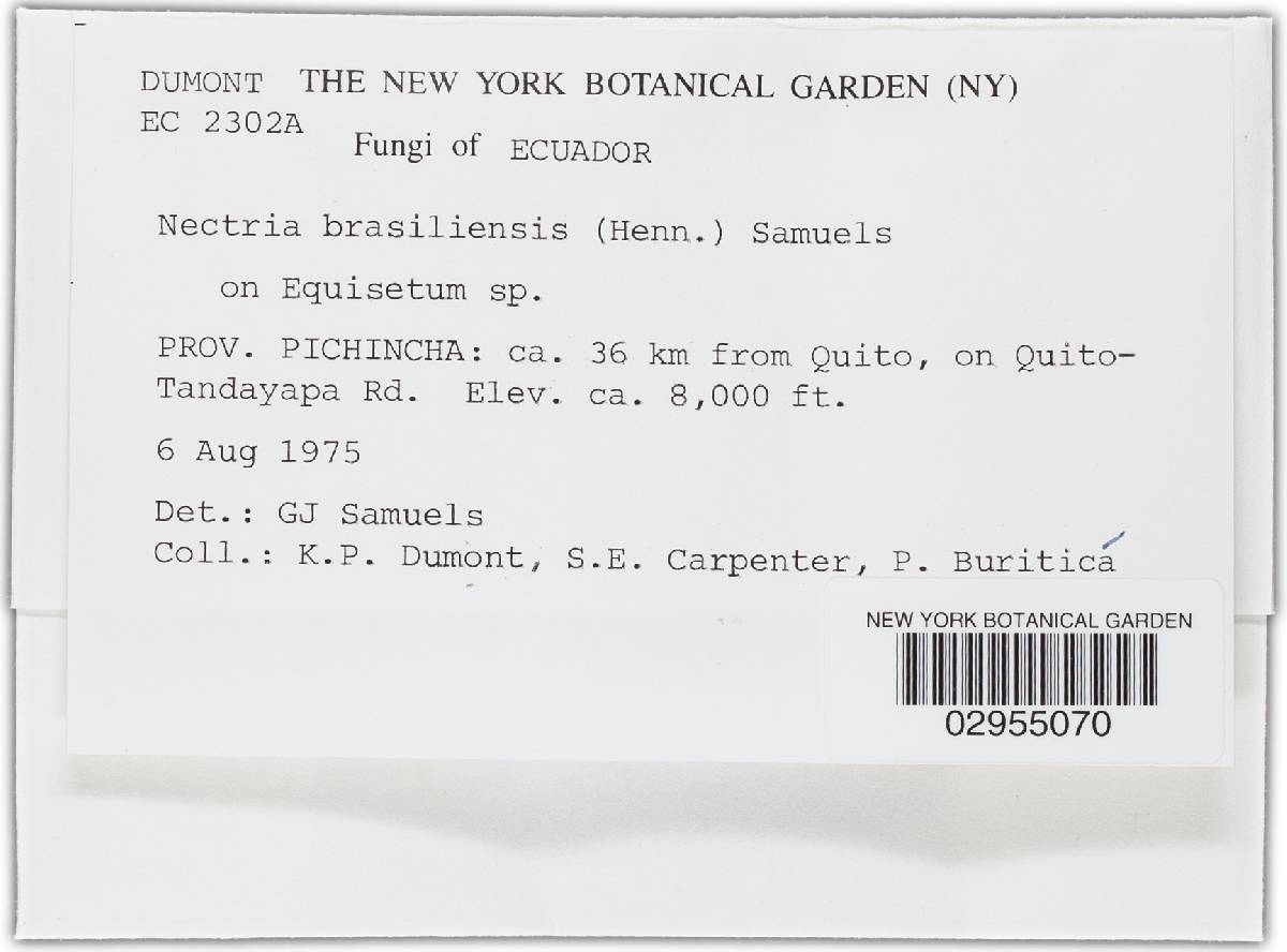 Nectria brasiliensis image