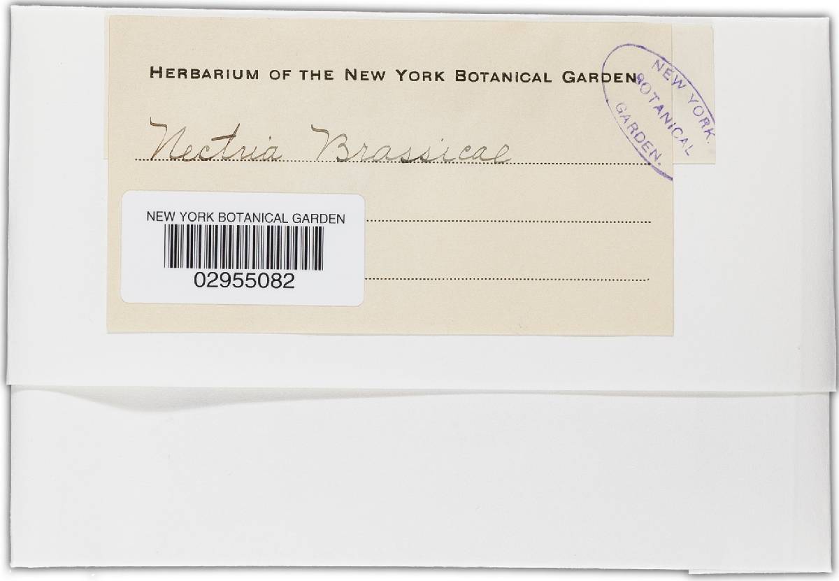 Nectria brassicae image