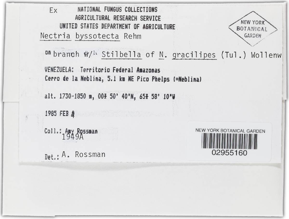 Nectria byssotecta image