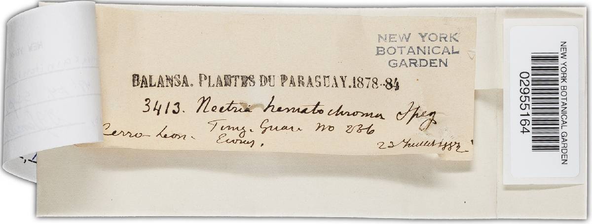 Nectria cainitonis image