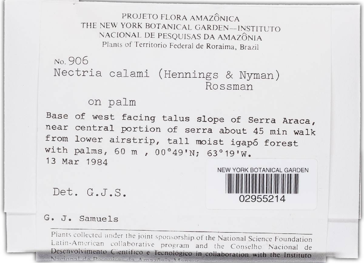 Nectria calami image