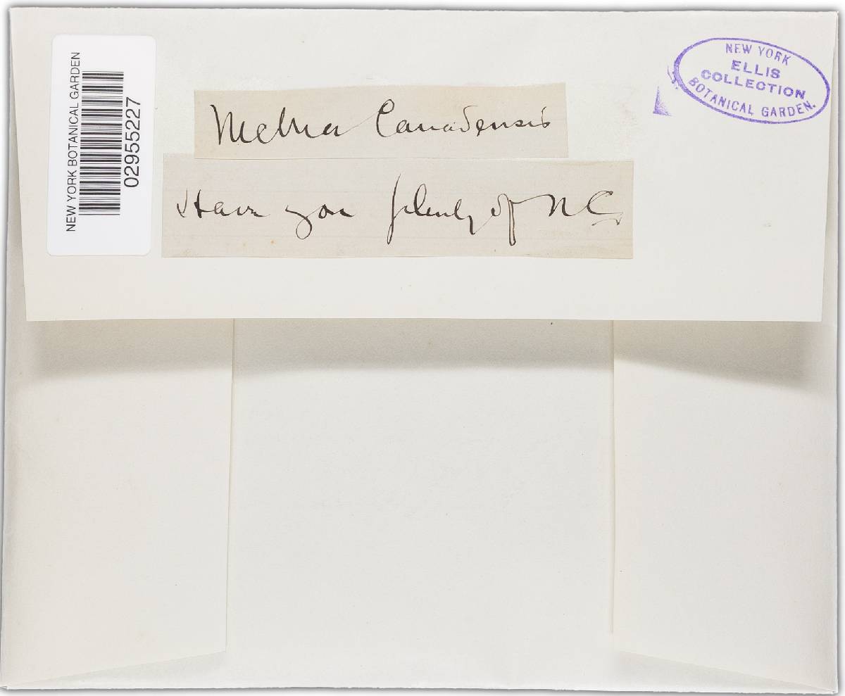 Nectria canadensis image