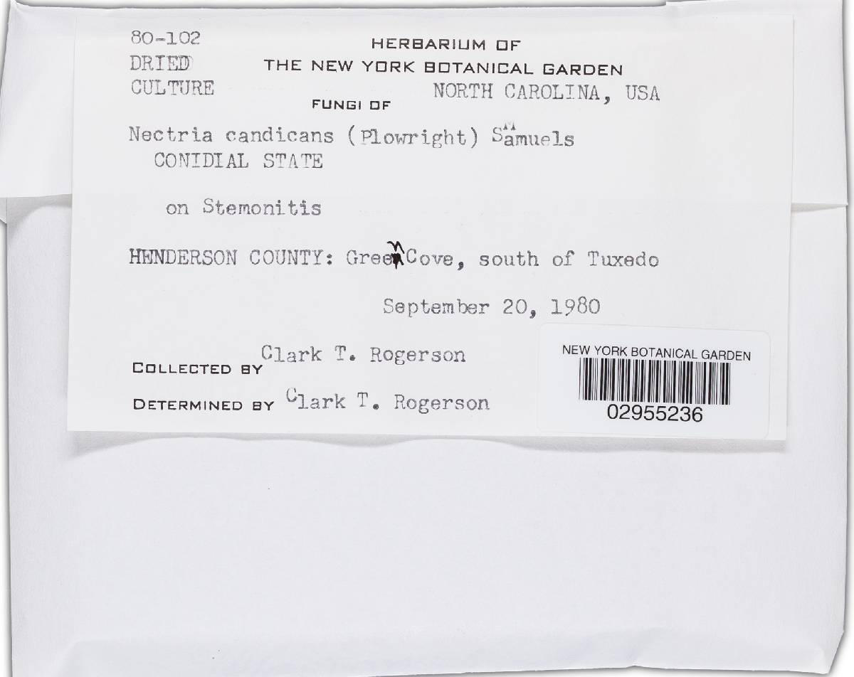 Nectria candicans image
