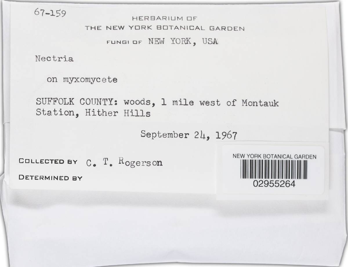 Nectria candicans image