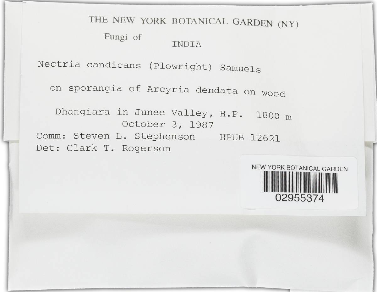 Nectria candicans image