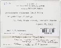 Nectria candicans image
