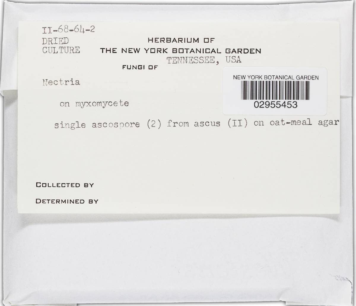 Nectria candicans image