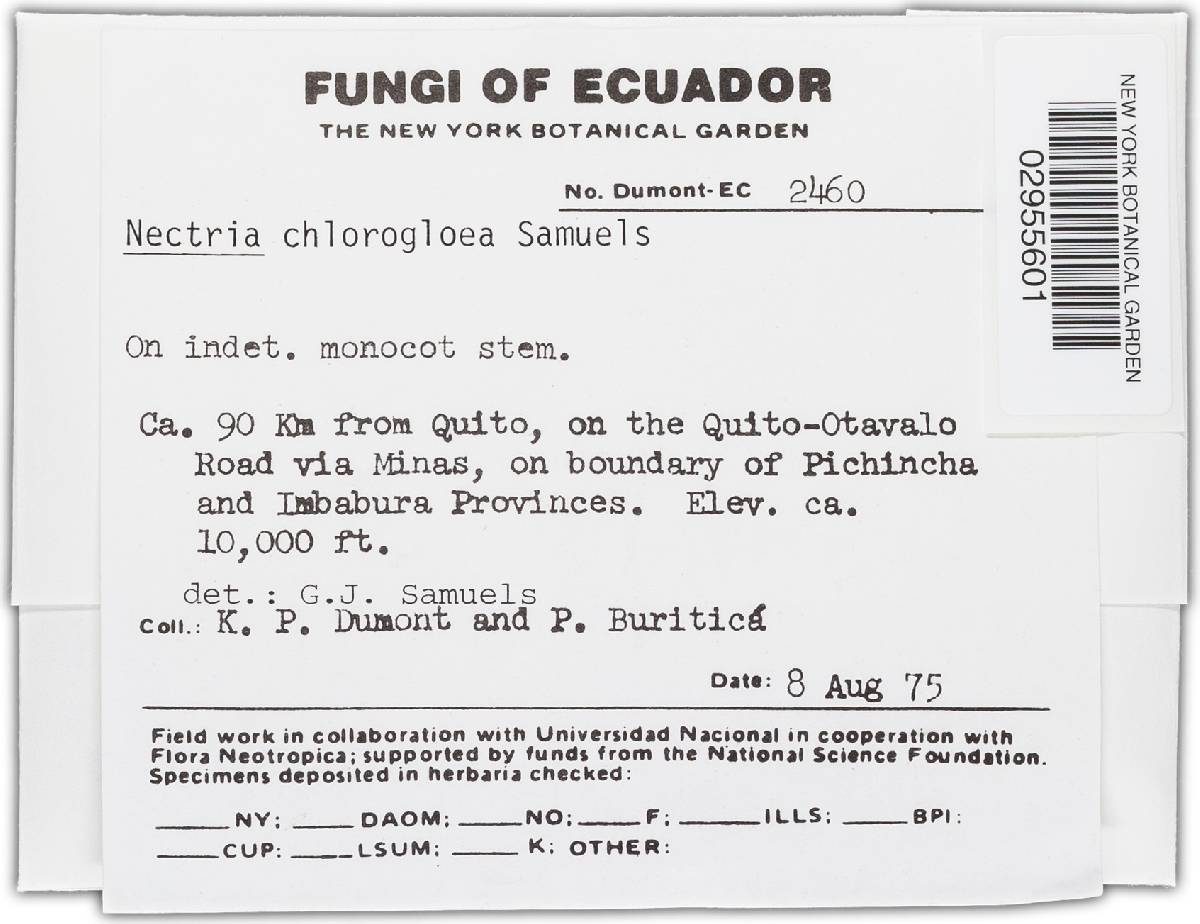 Nectria chlorogloea image