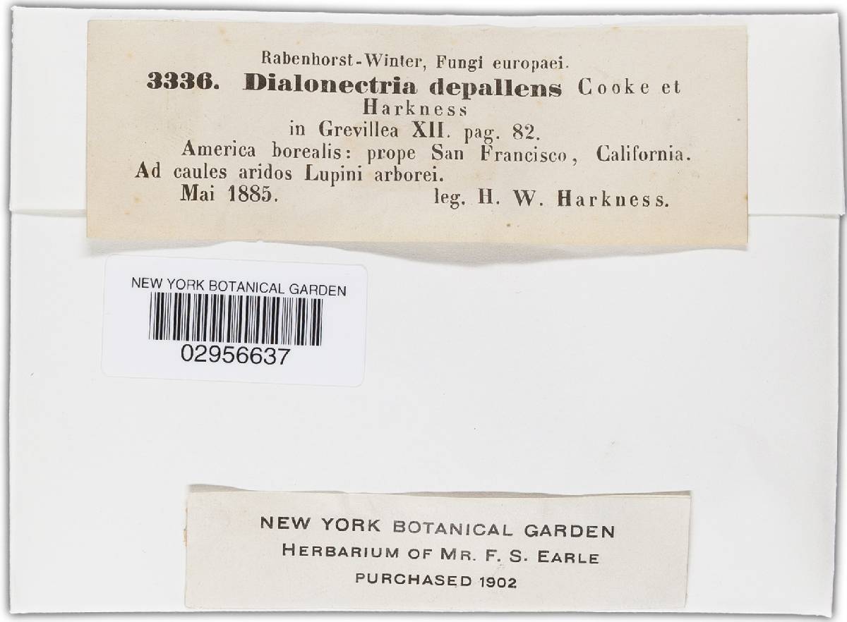Nectria depallens image