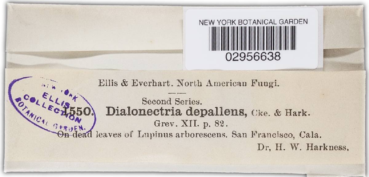Nectria depallens image
