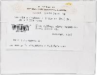 Nectria episphaeria image