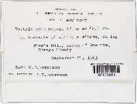 Nectria episphaeria image
