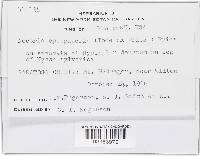 Nectria episphaeria image