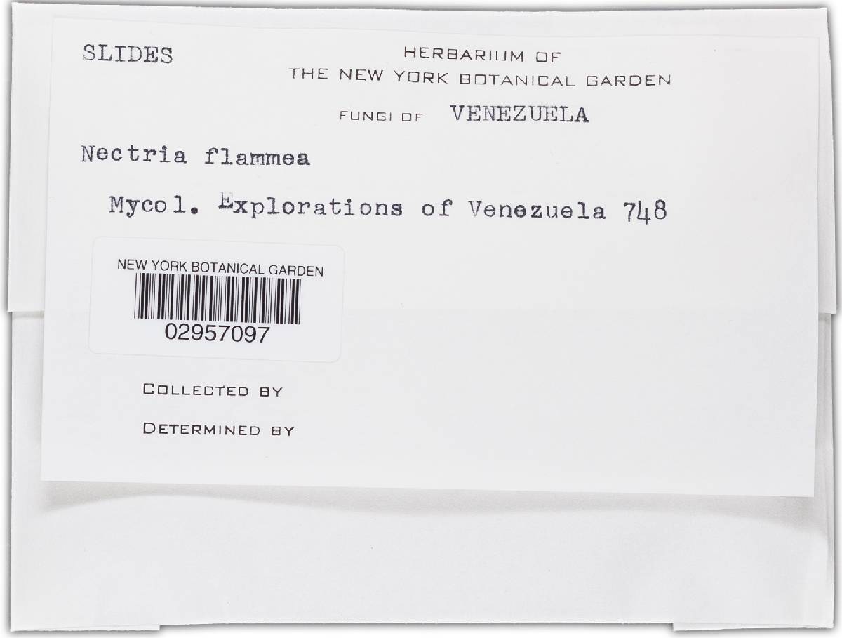 Nectria coccophila image