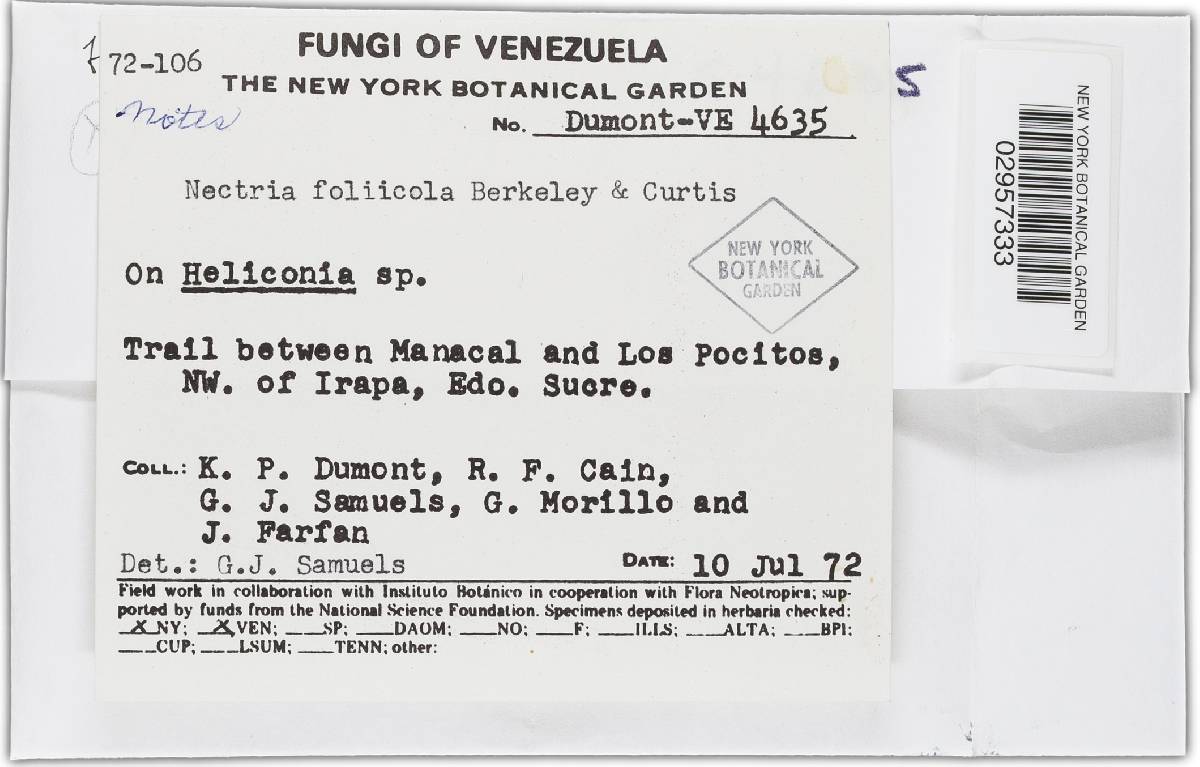 Nectria foliicola image