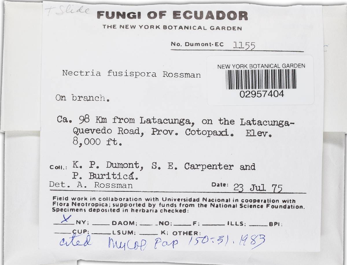 Nectria fusispora image
