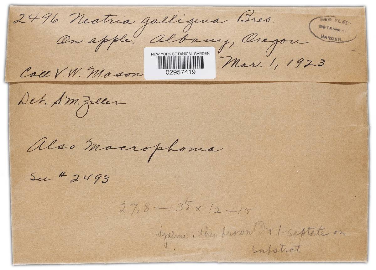 Neonectria image