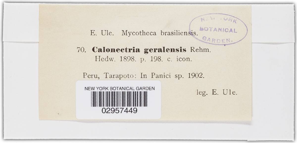Nectria geralensis image