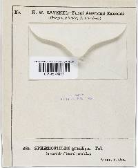 Nectria gracilipes image