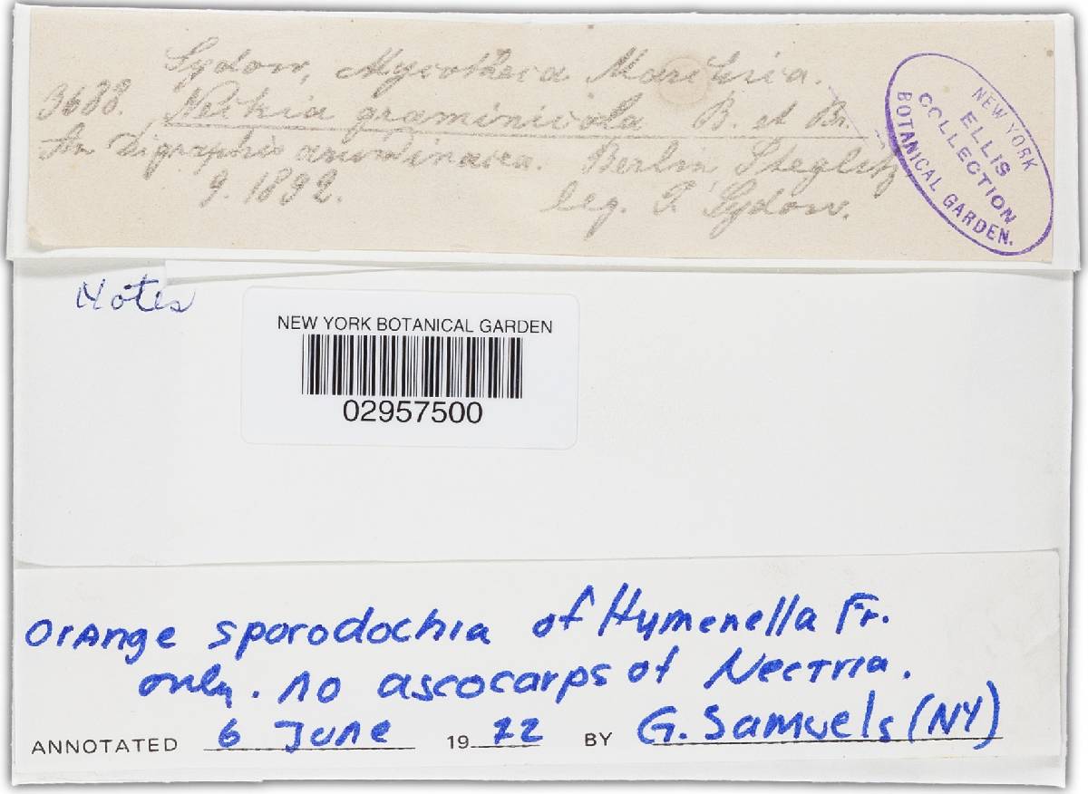 Hydropisphaera arenula image
