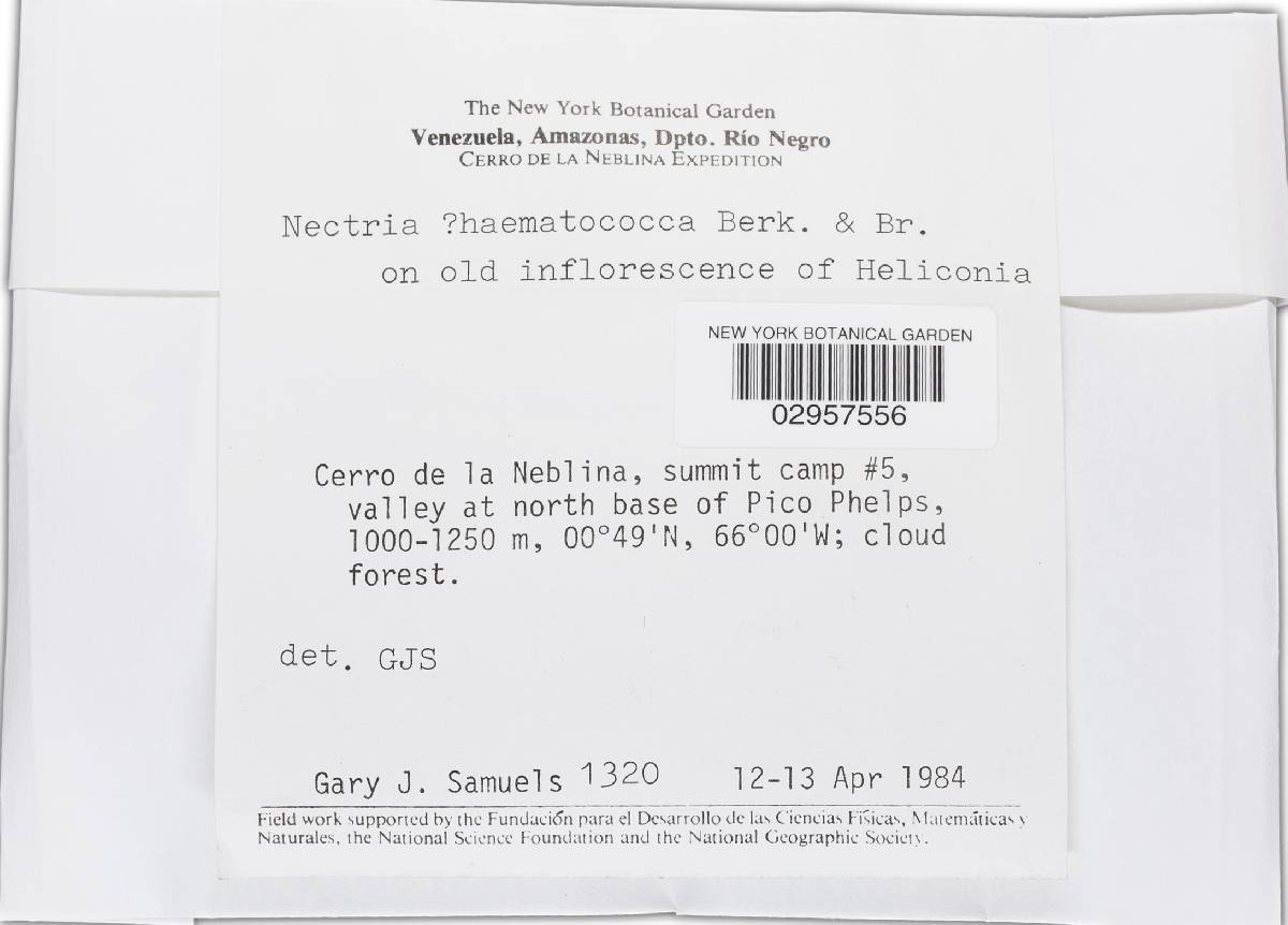 Haematonectria haematococca image