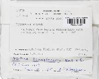 Haematonectria haematococca image