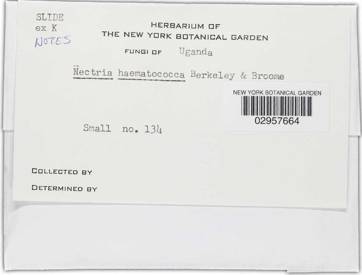 Haematonectria haematococca image