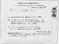 Haematonectria haematococca image