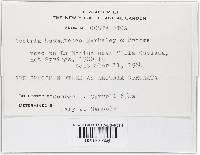 Haematonectria haematococca image