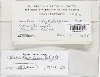 Haematonectria haematococca image