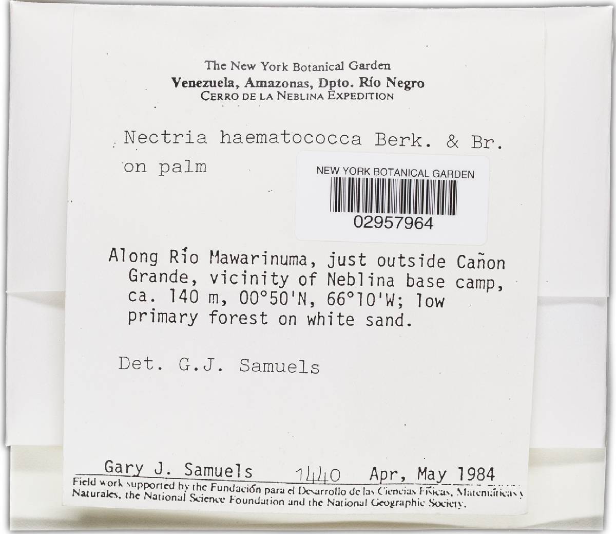 Haematonectria haematococca image
