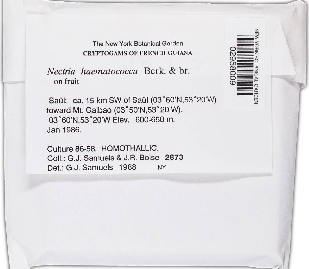 Haematonectria image