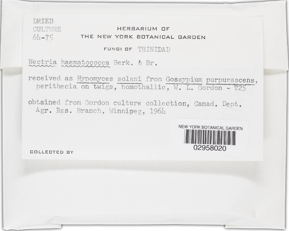 Haematonectria haematococca image