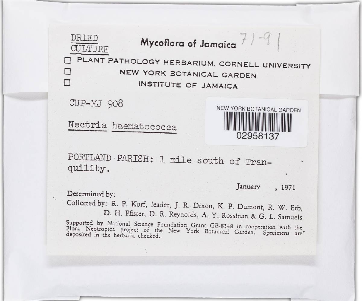 Haematonectria haematococca image