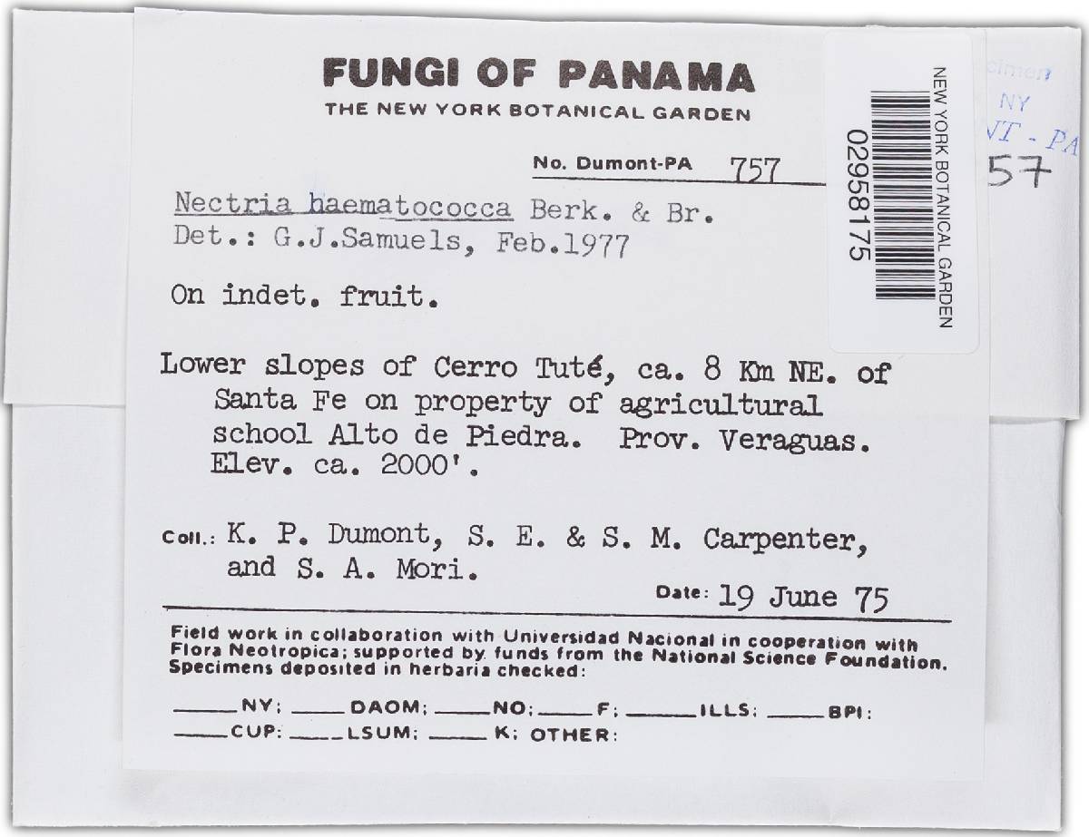 Haematonectria image