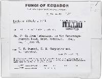 Haematonectria illudens image