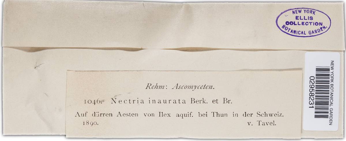 Nectria aquifolii image