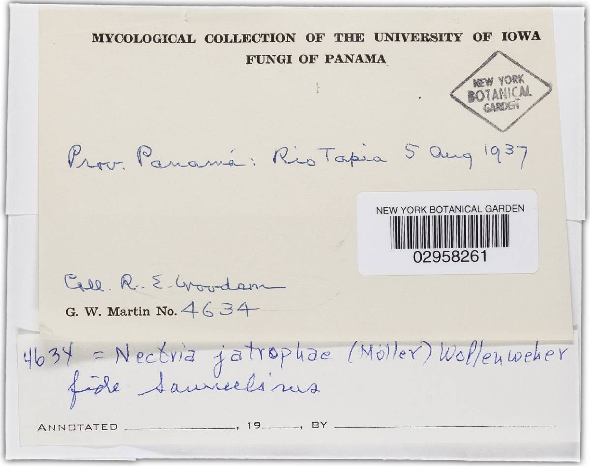 Nectria jatrophae image