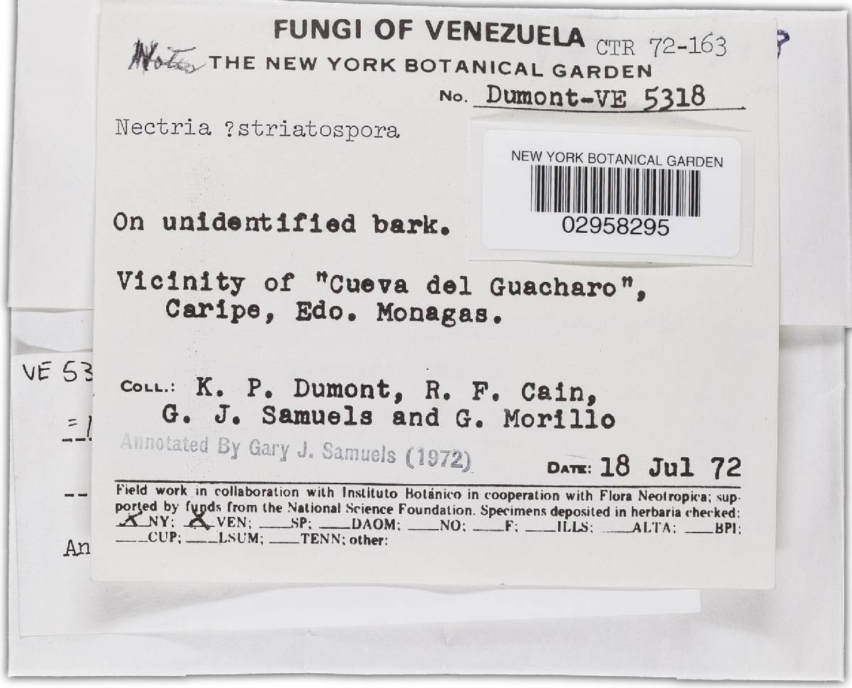 Thelonectria jungneri image