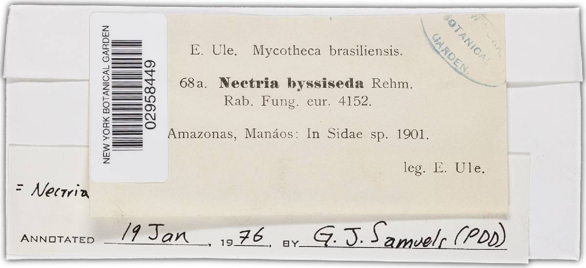 Nectria leucorrhodina image