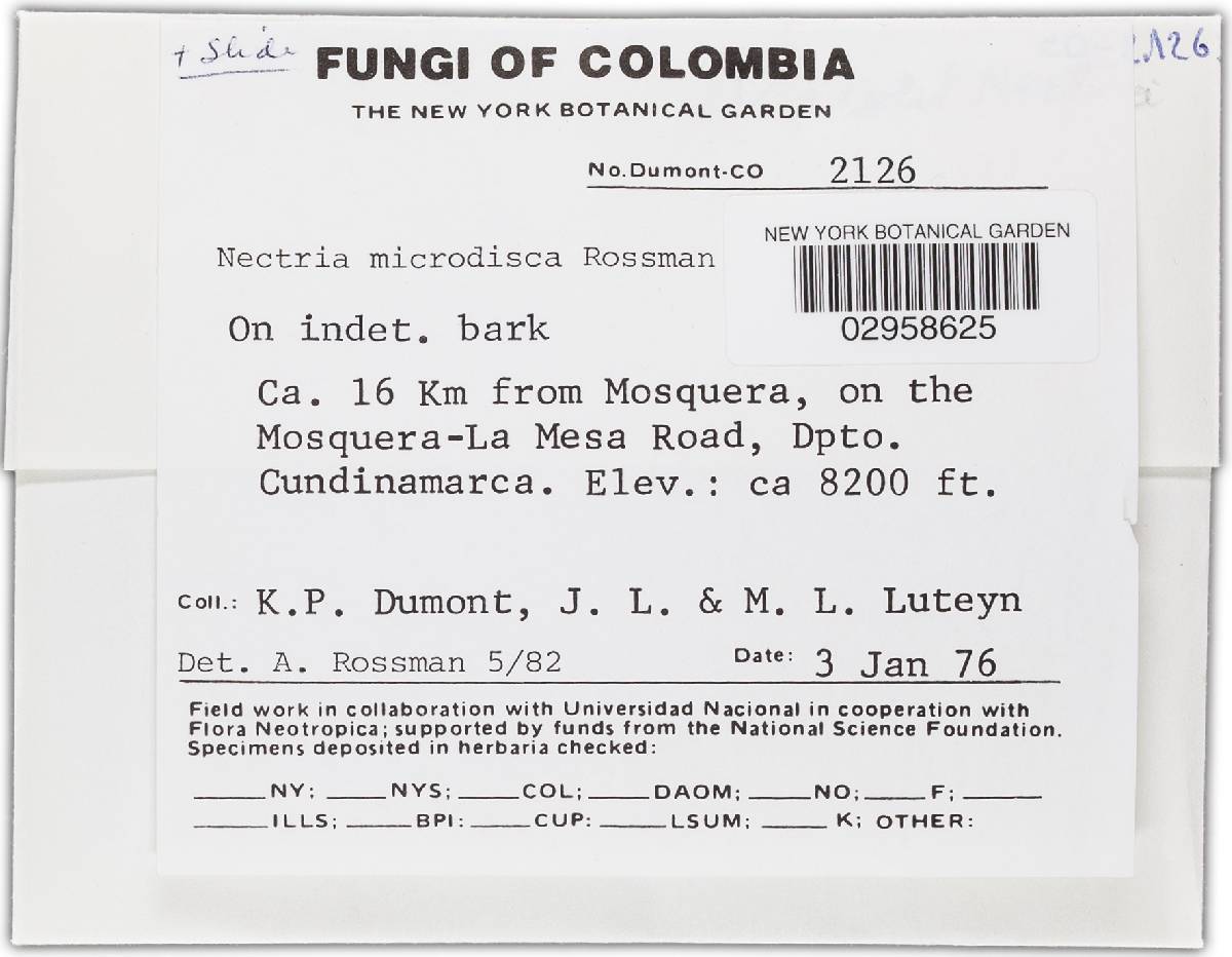 Nectria microdisca image