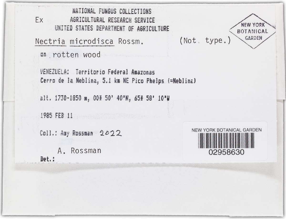 Nectria microdisca image