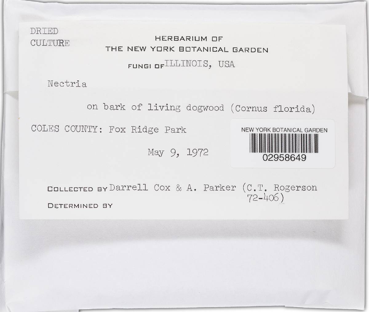 Nectria moschata image