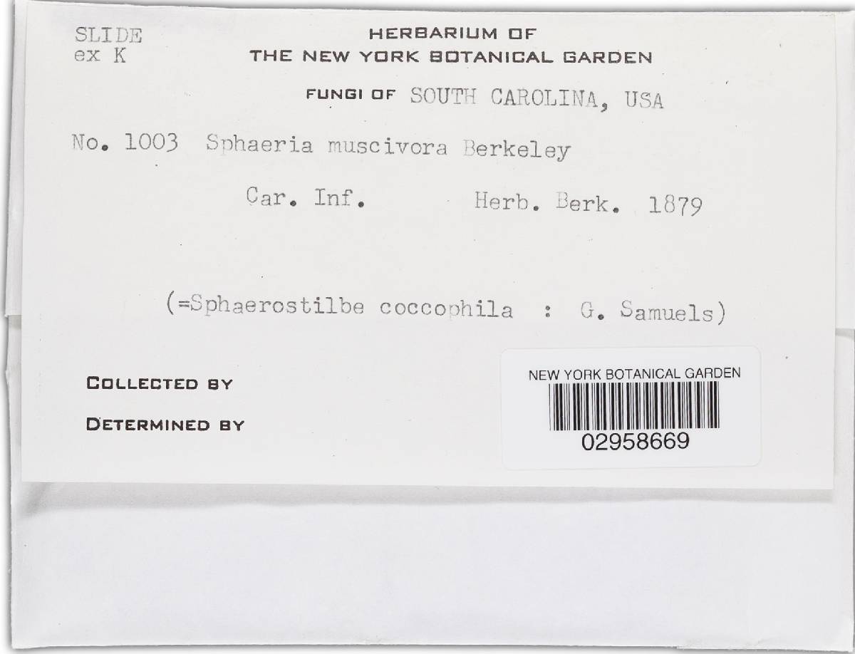 Nectria muscivora image