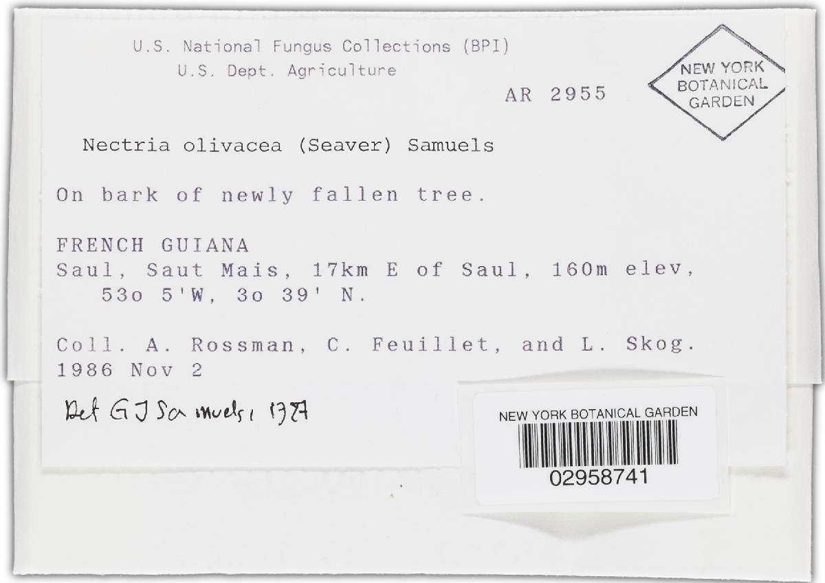 Nectria olivacea image