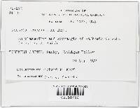Nectriopsis oropensoides image